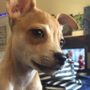 Meet your Posher, Alex